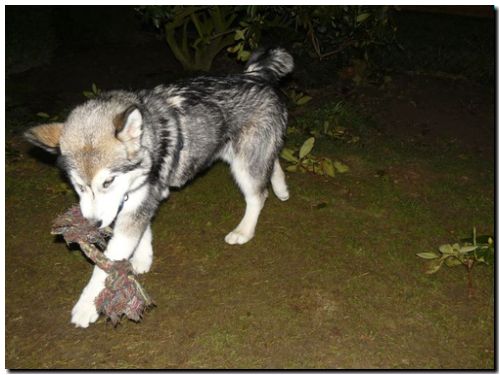 Aleshanee 2-2009 030.jpg